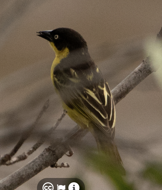 Tejedor Baglafecht - ML646720162