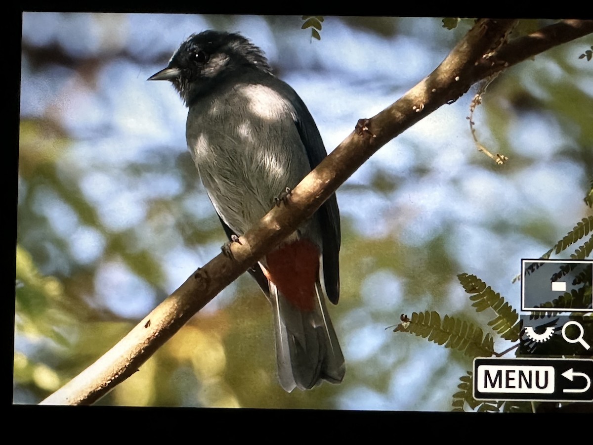 Kestane Etekli Sivrigaga - ML646720164