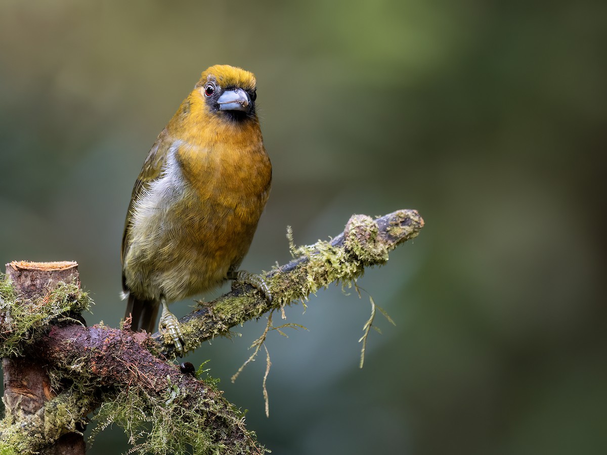 Prong-billed Barbet - ML646720167