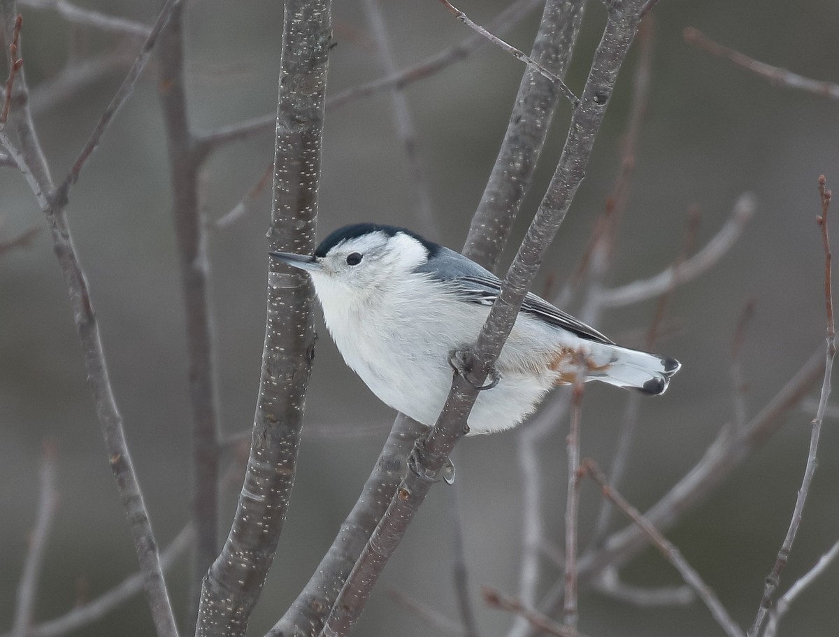 Каролинский поползень - ML646720168