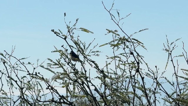 Black-tailed Gnatcatcher - ML646720171