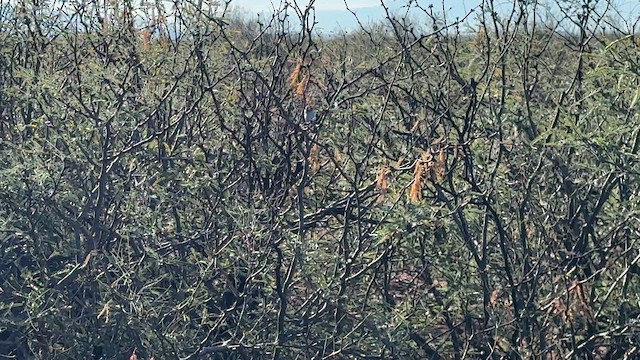 Black-tailed Gnatcatcher - ML646720172