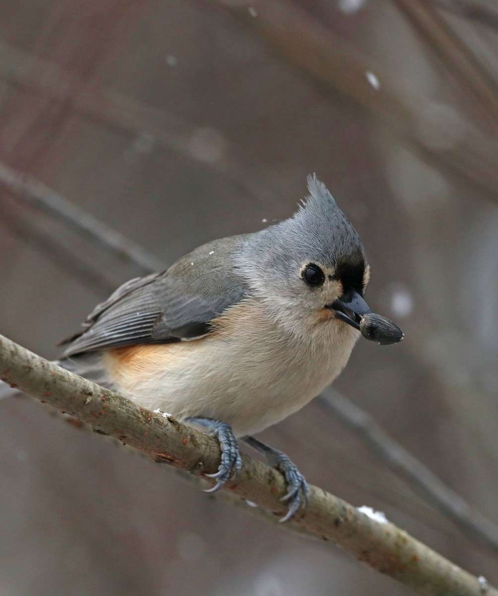 Tufted Titmouse - ML646720174