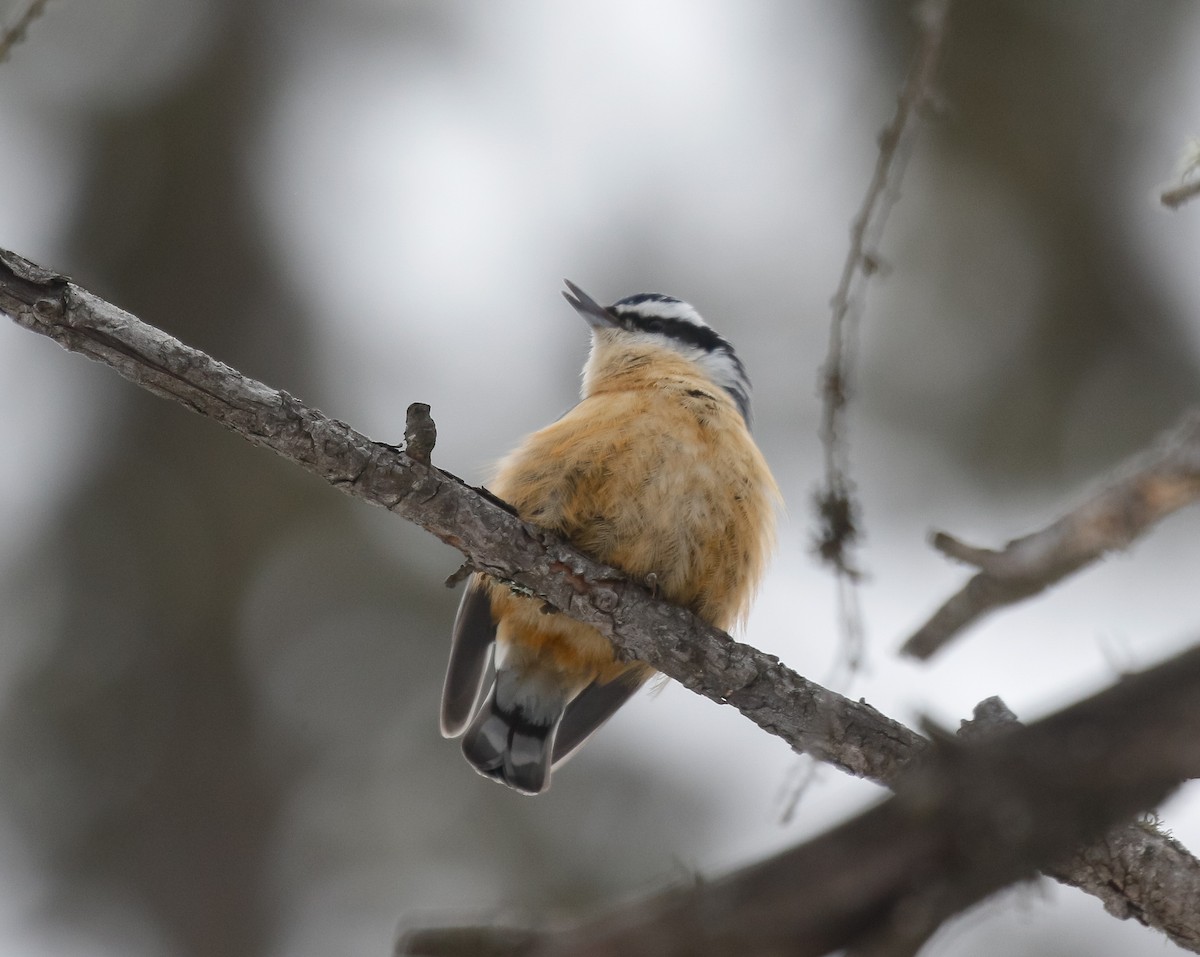 Канадский поползень - ML646720175