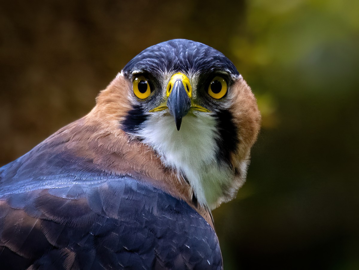 Ornate Hawk-Eagle - ML646720176