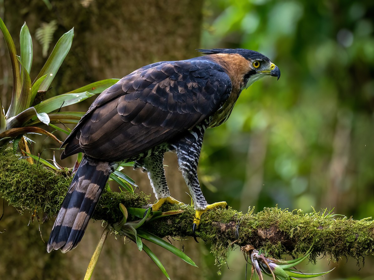 Ornate Hawk-Eagle - ML646720177