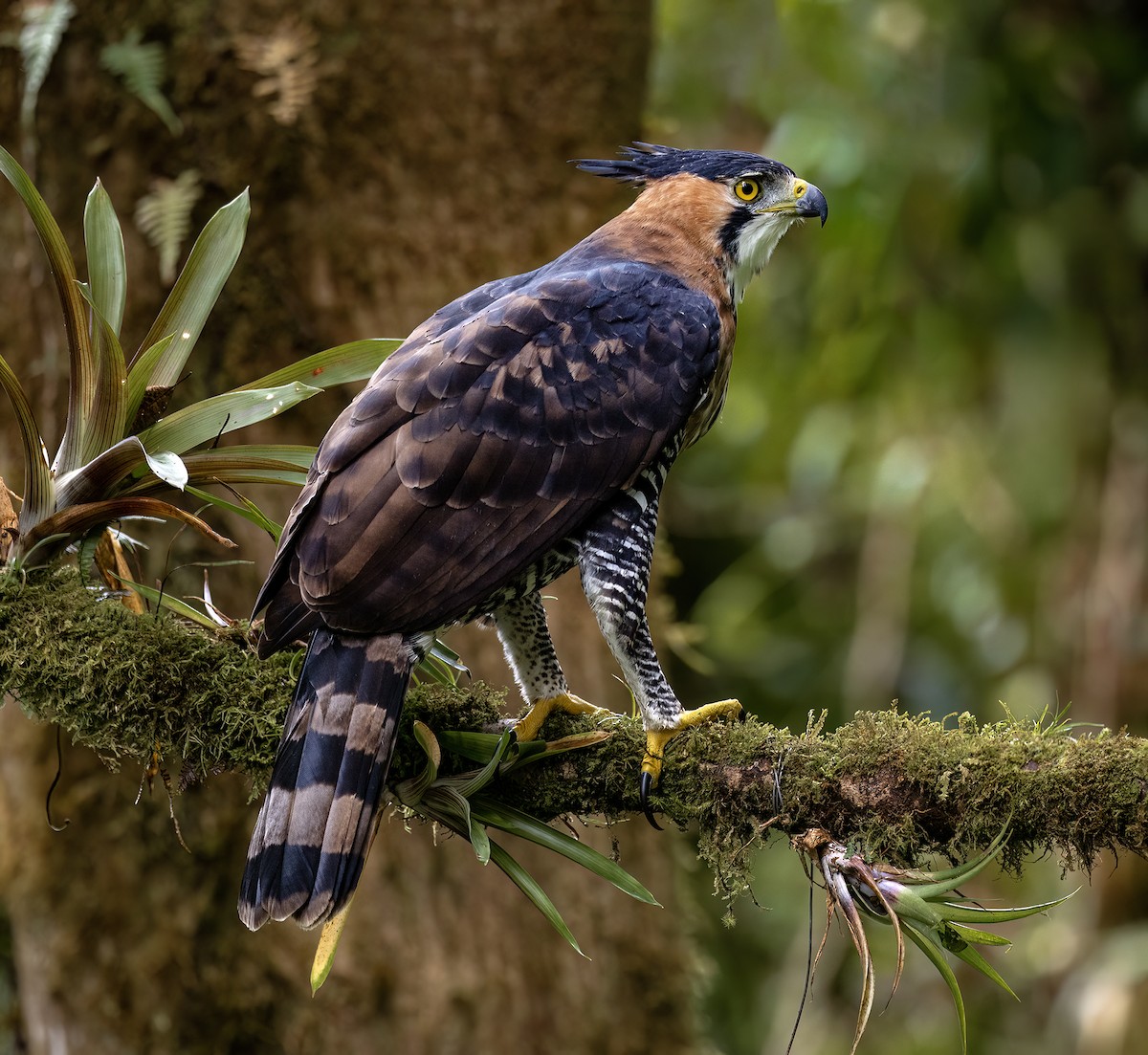 Ornate Hawk-Eagle - ML646720178