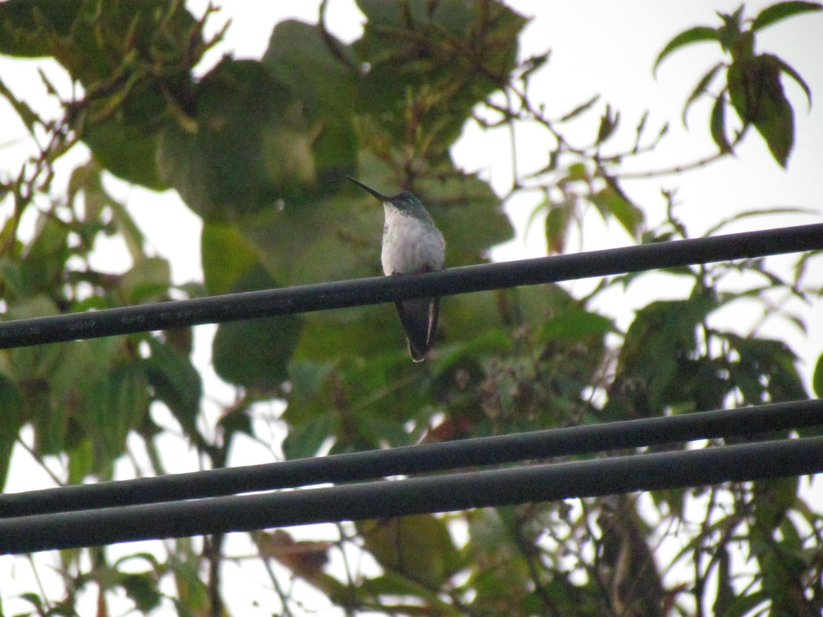 Andean Emerald - ML646720179