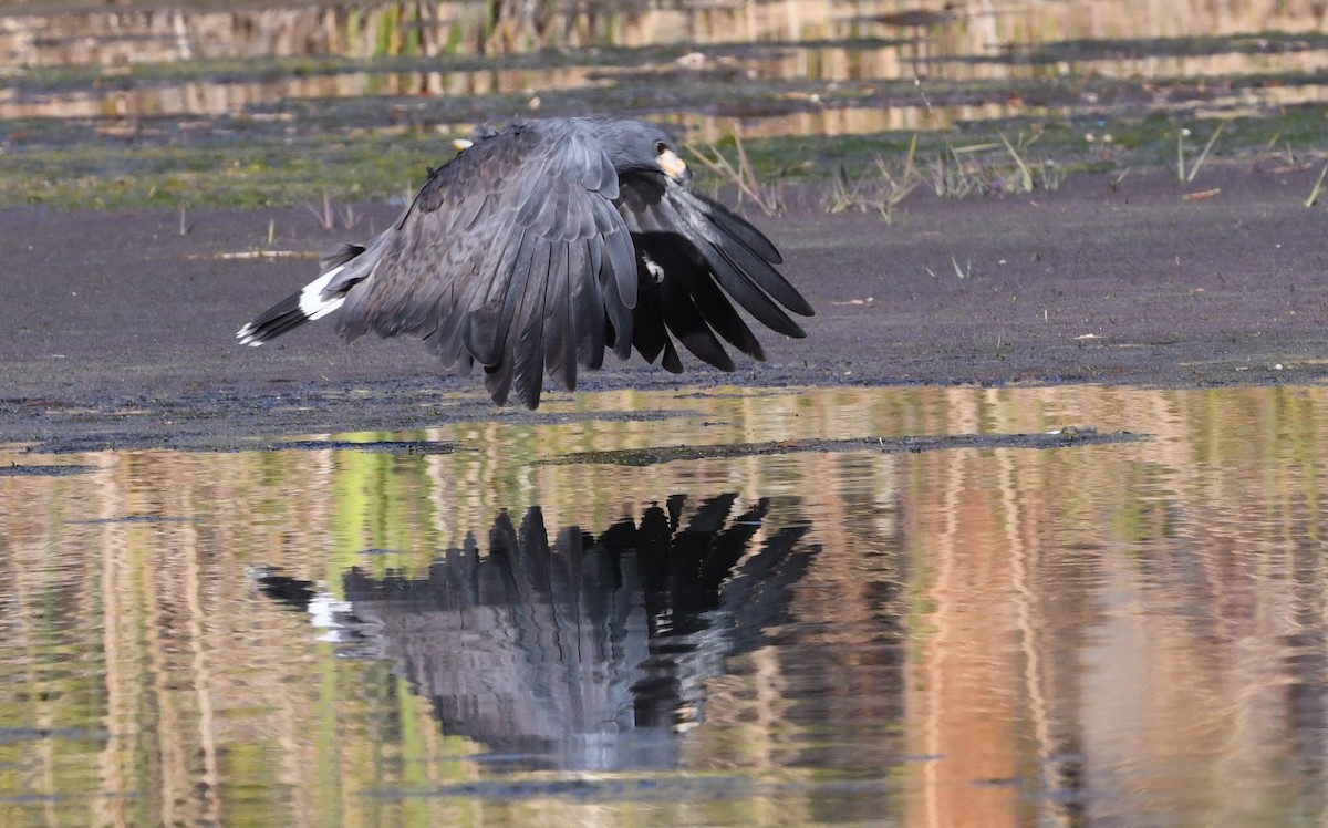 Common Black Hawk - ML646720181