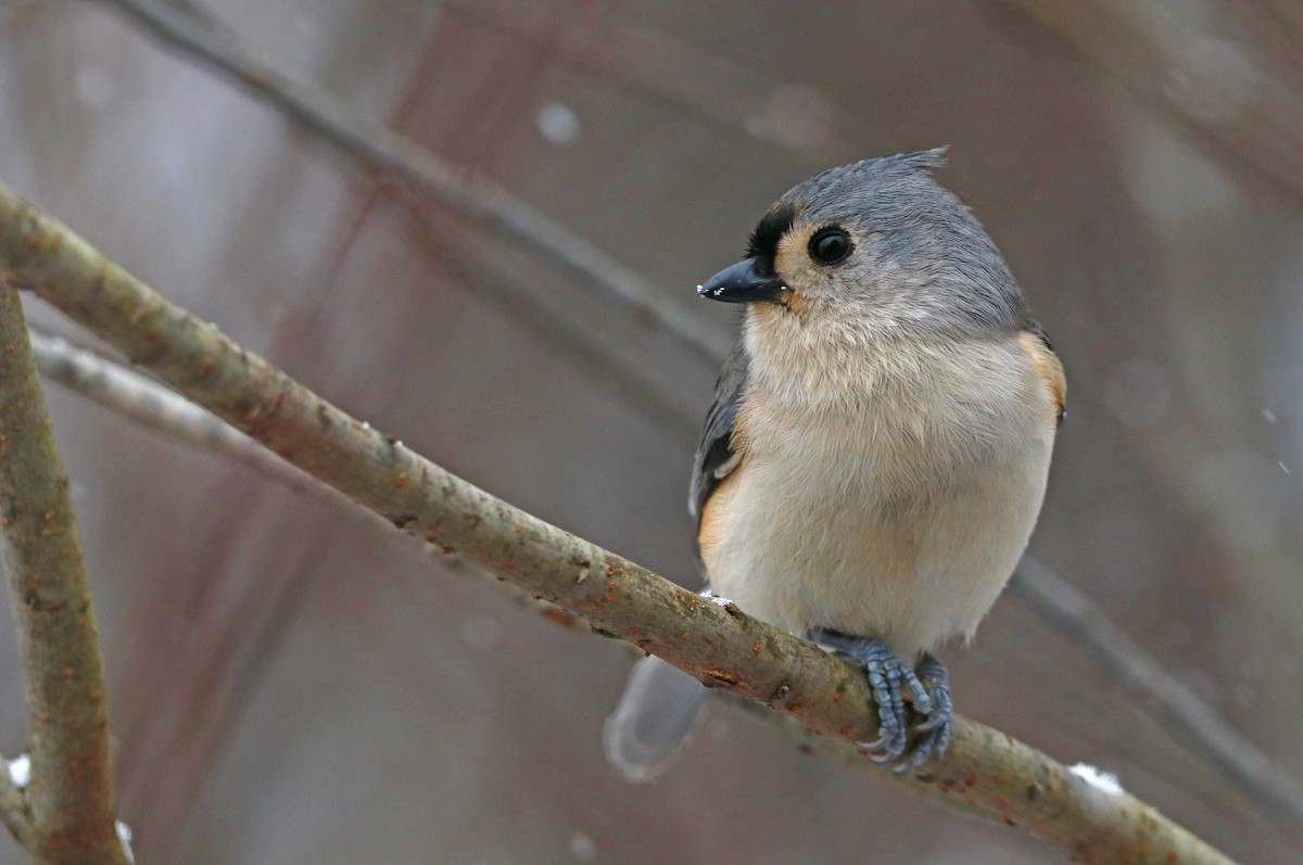 Tufted Titmouse - ML646720183