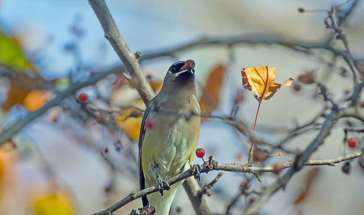 Ampelis Americano - ML646720185