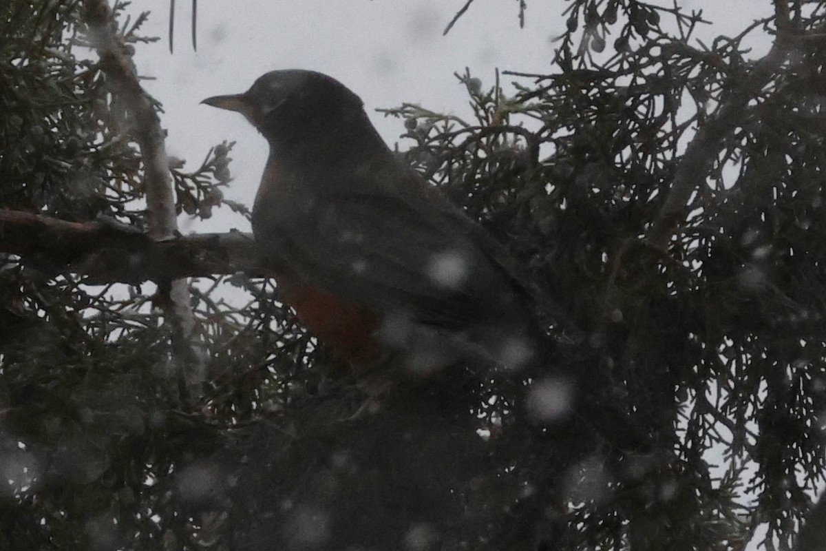 American Robin - ML646720194