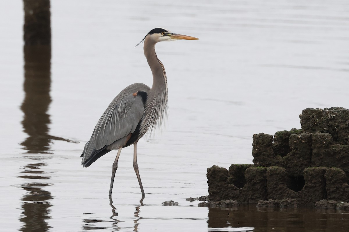Great Blue Heron - ML646720195