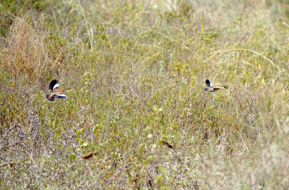 White-winged Widowbird - ML646720196