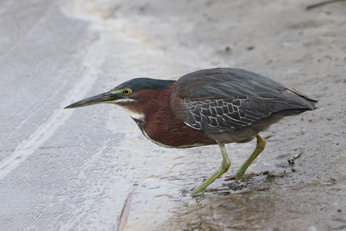 Green Heron - ML646720200