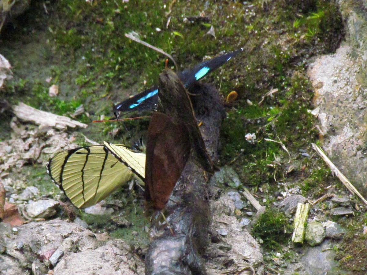 Insects - ML646720213