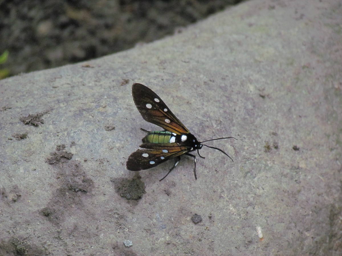 Insects - ML646720214