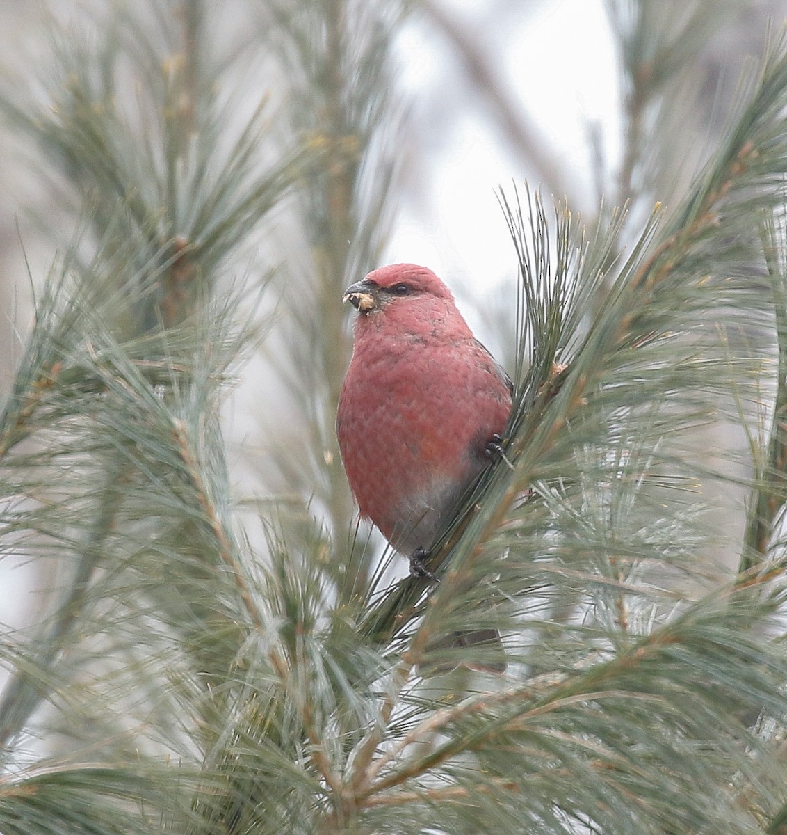 ギンザンマシコ - ML646720216