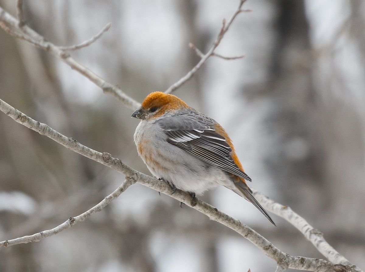 ギンザンマシコ - ML646720217