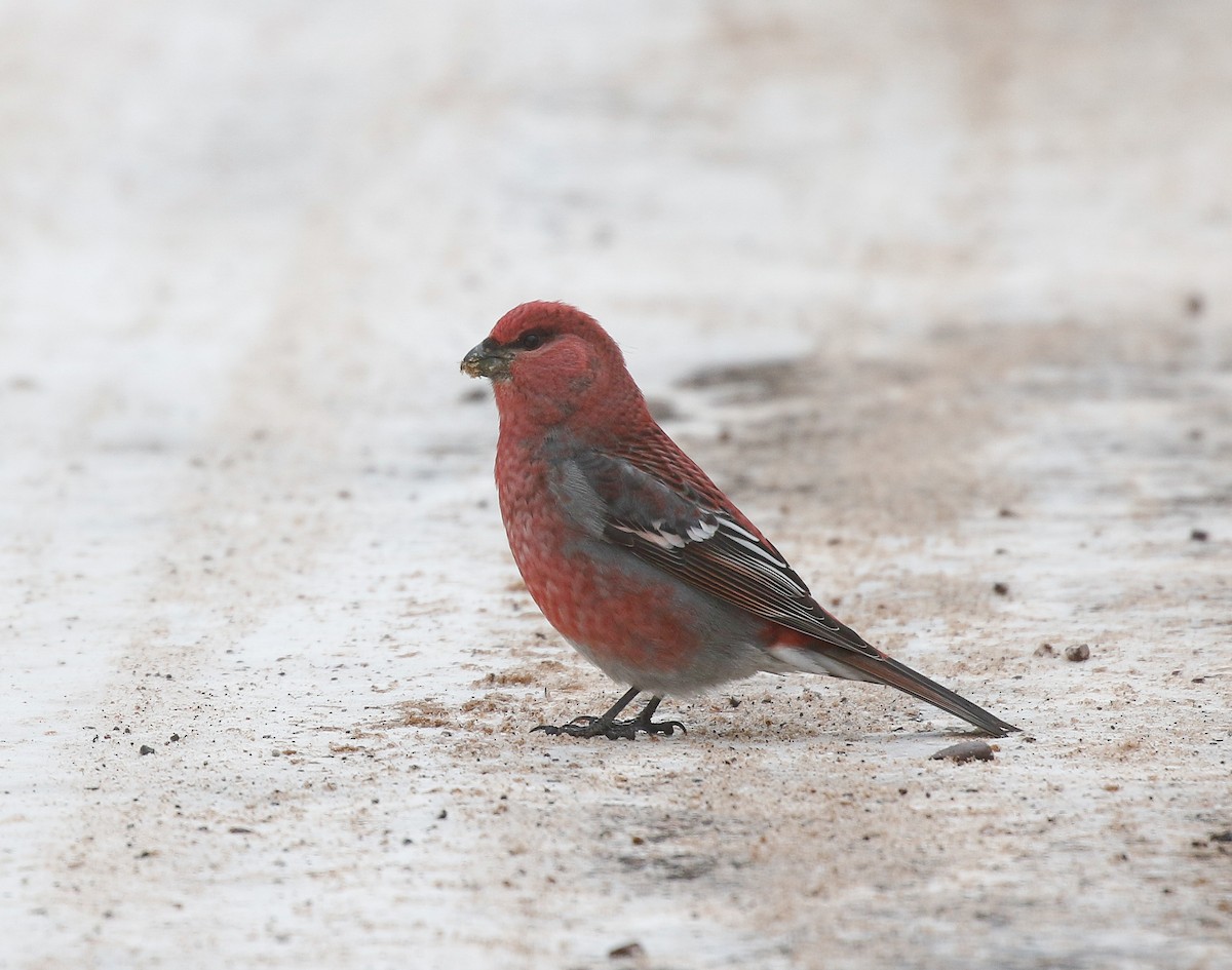 ギンザンマシコ - ML646720218