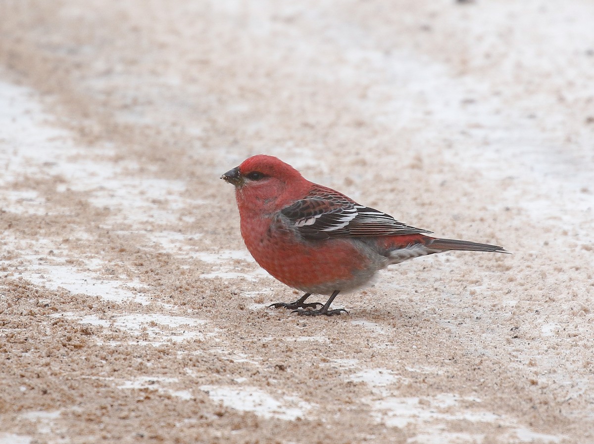 ギンザンマシコ - ML646720219