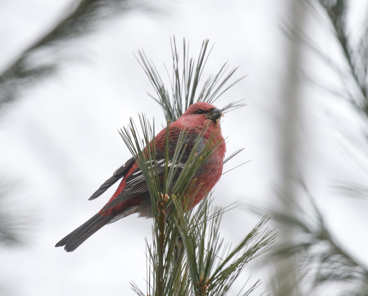 ギンザンマシコ - ML646720220