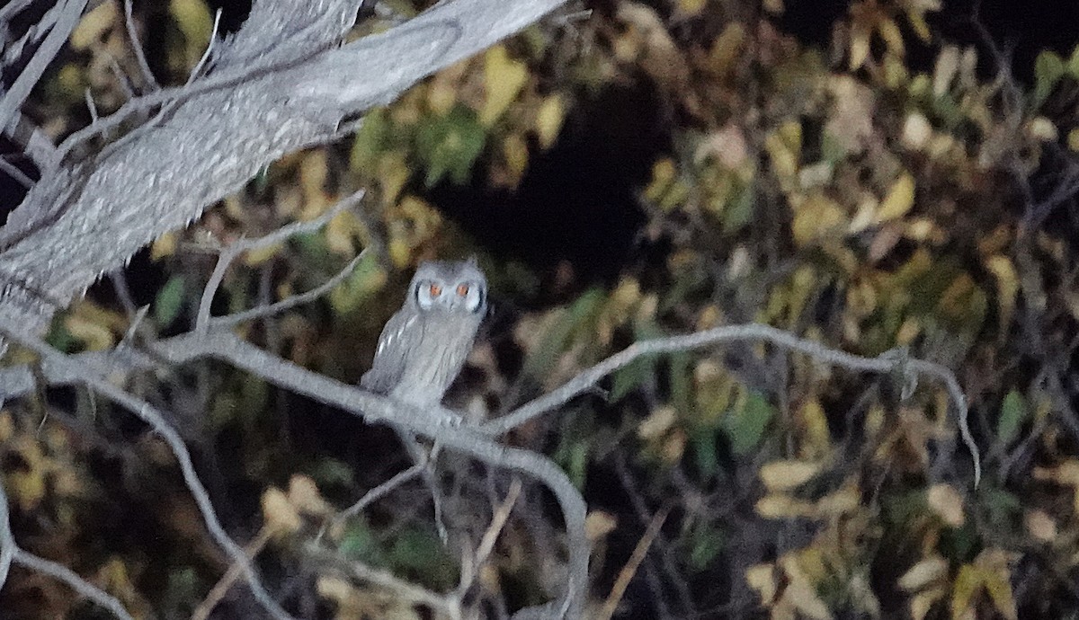 ミナミアフリカオオコノハズク - ML646720223