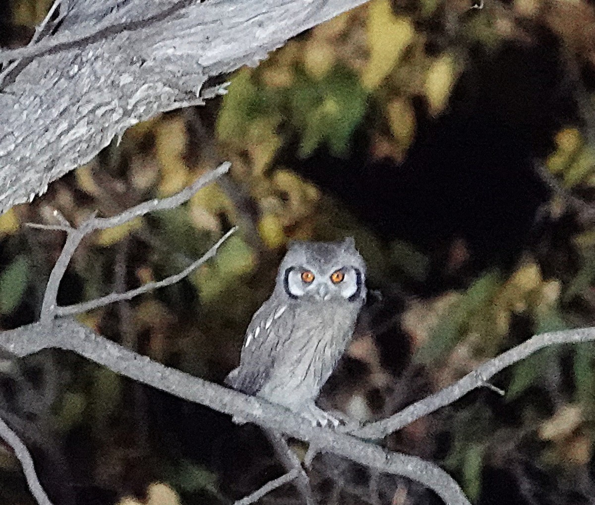 ミナミアフリカオオコノハズク - ML646720224