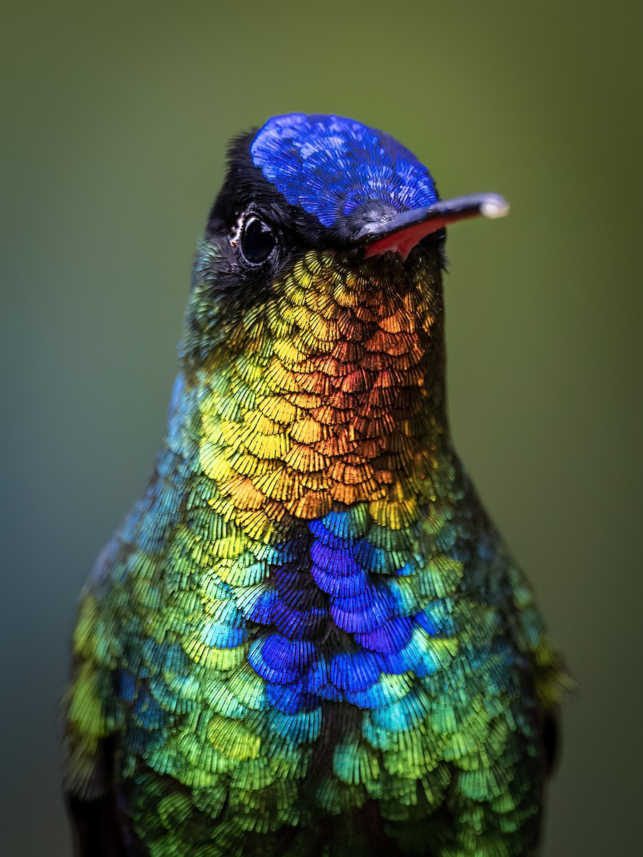 Fiery-throated Hummingbird - ML646720226
