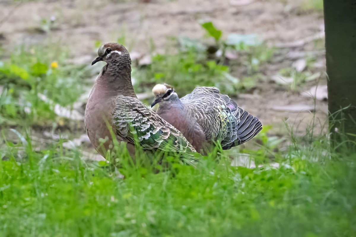 Common Bronzewing - ML646720227