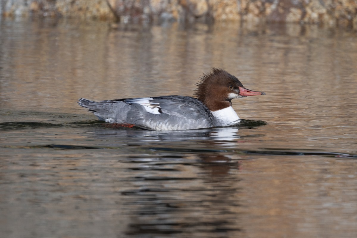 Serreta Grande - ML646720231