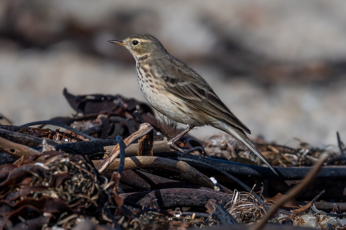 Bisbita Norteamericano - ML646720233