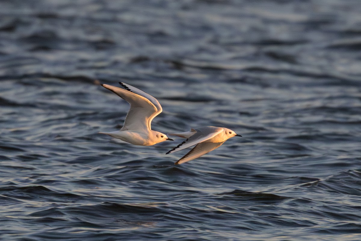 Bonaparte's Gull - ML646720235