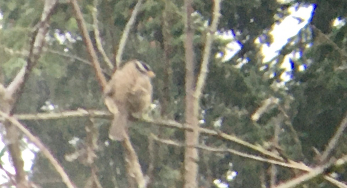 White-crowned Sparrow - ML646720238