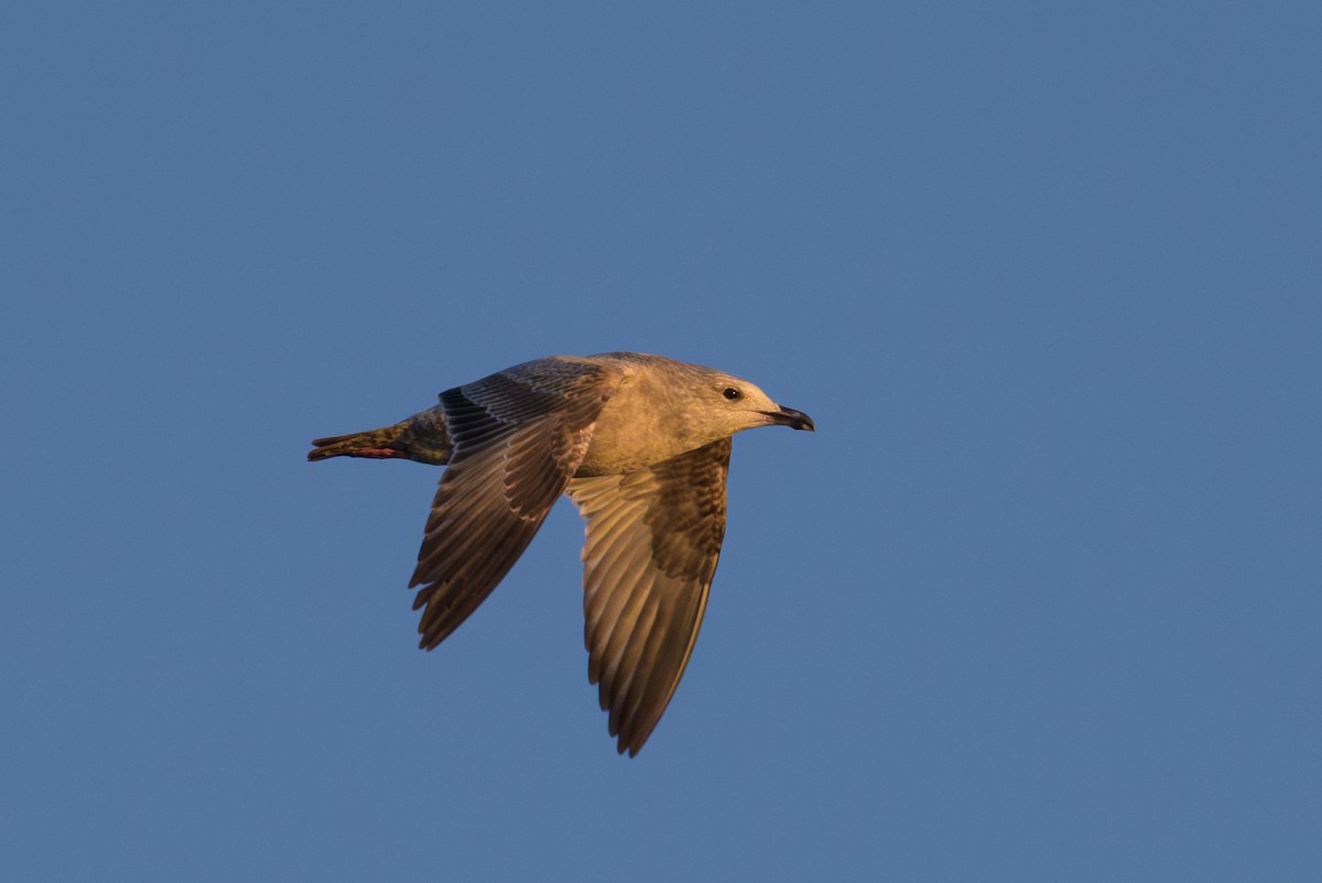 American Herring Gull - ML646720241
