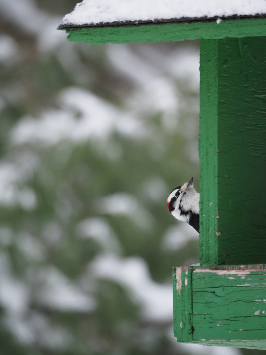 Pic mineur - ML646720243