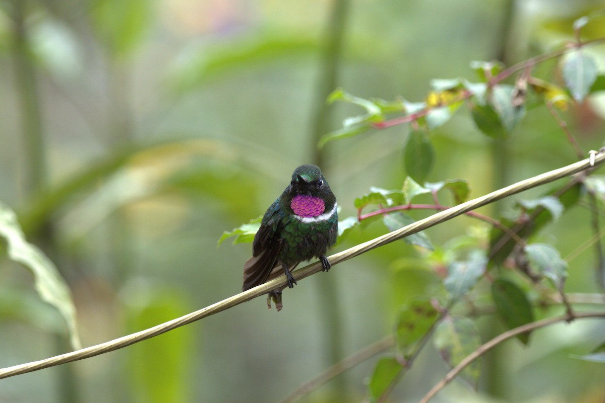 ビロードテンシハチドリ - ML646720244