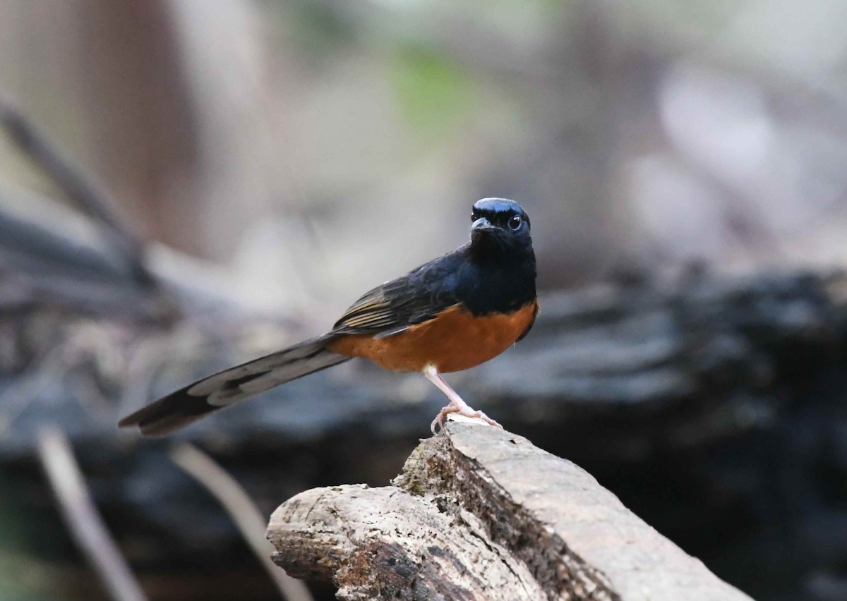 Белопоясничный шама - ML646720247