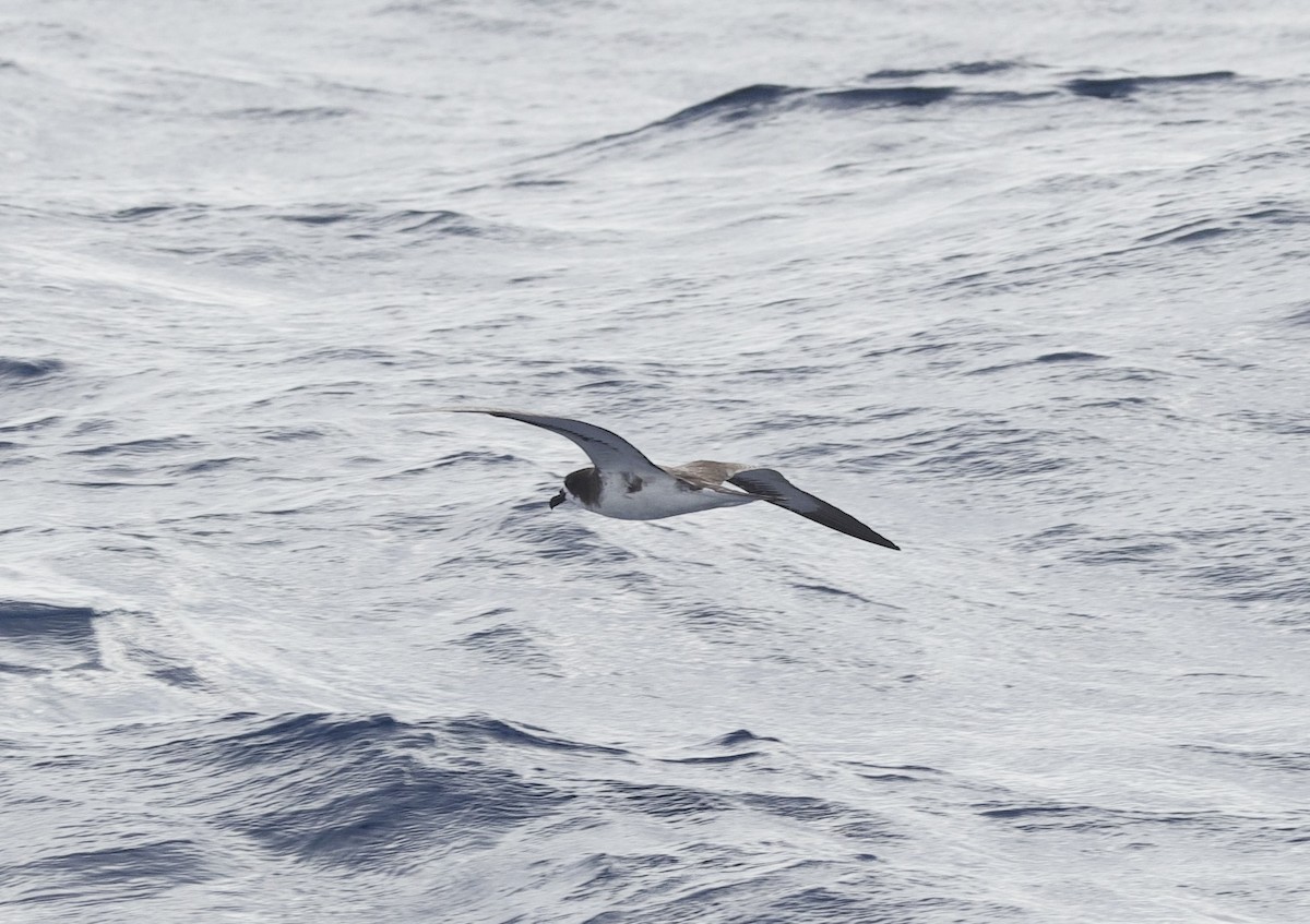 Galapagos Fırtınakuşu - ML646720256