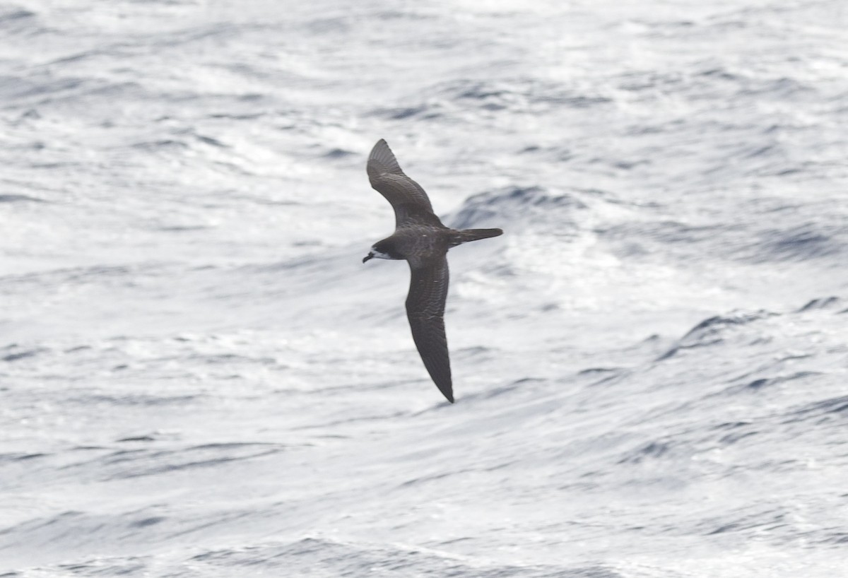 Galapagos Fırtınakuşu - ML646720257