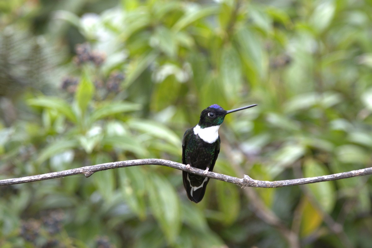 Collared Inca - ML646720258