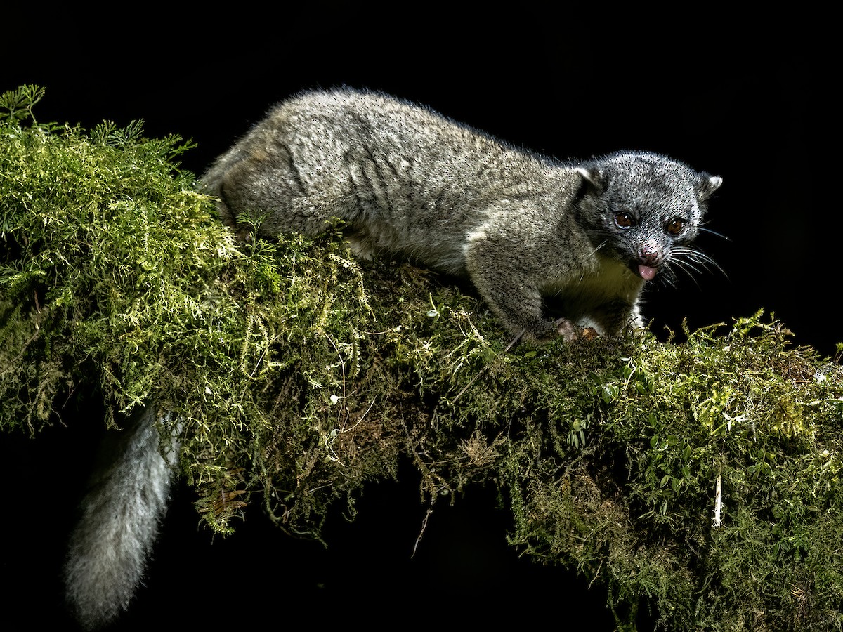 Northern Olingo - ML646720259