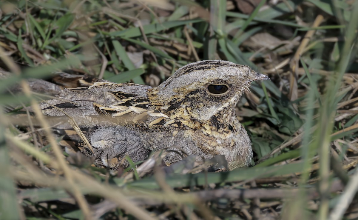 Hint Çobanaldatanı - ML646720260