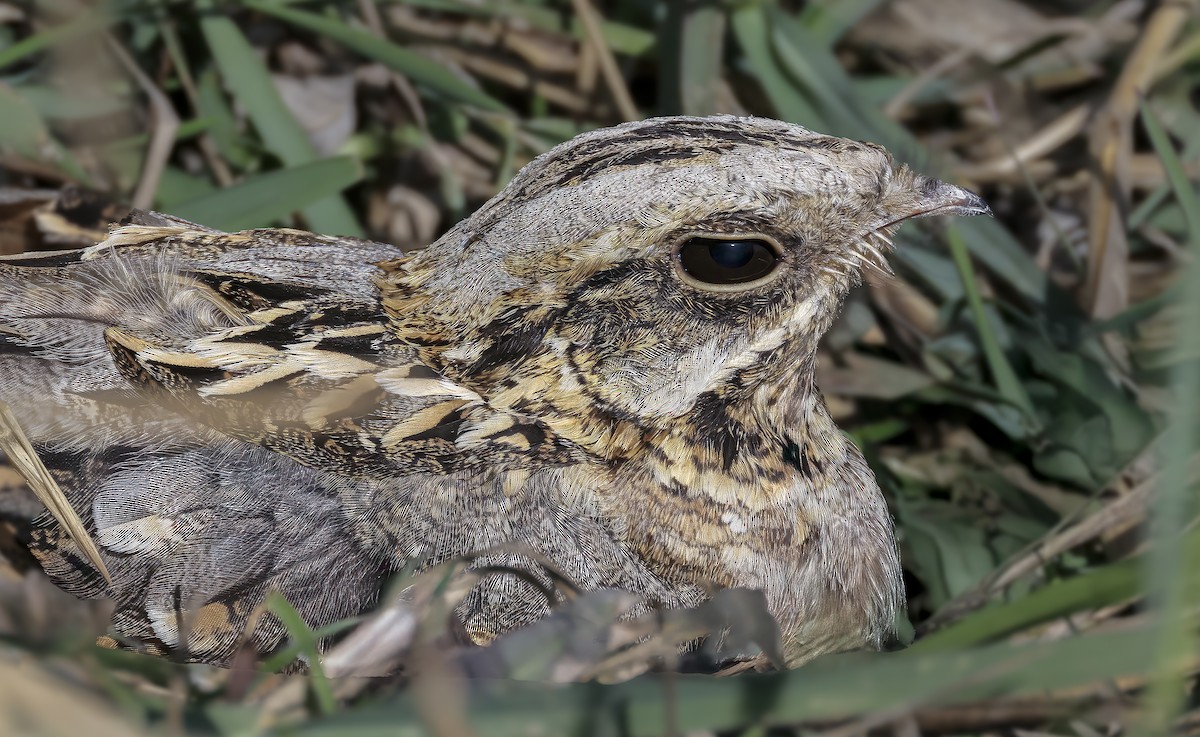 Hint Çobanaldatanı - ML646720261