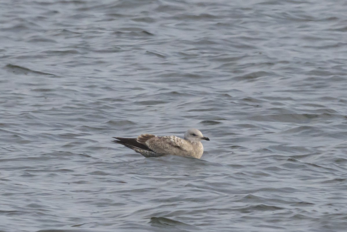 American Herring Gull - ML646720263