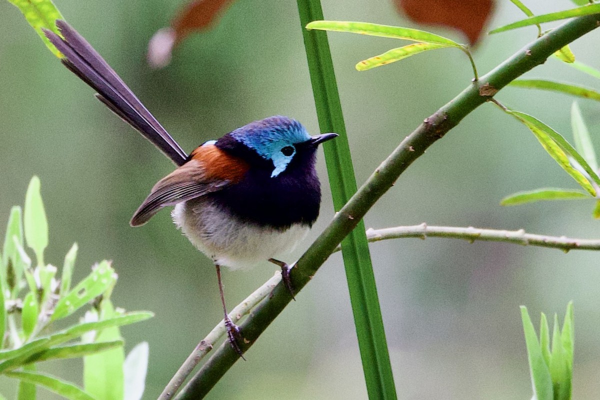 Red-winged Fairywren - ML646720266