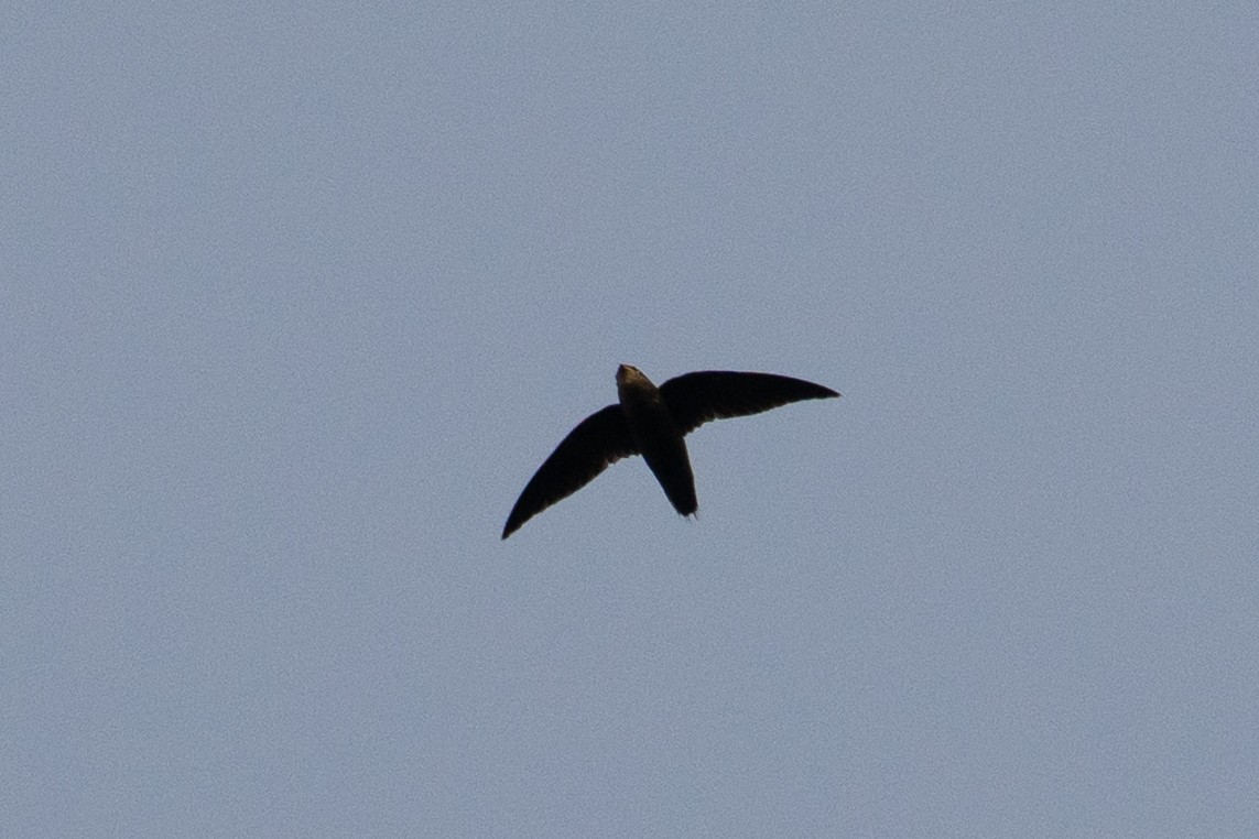 Pale-rumped Swift - ML646720269
