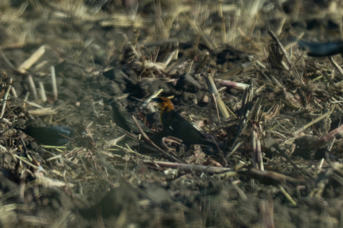 Yellow-headed Blackbird - ML646720272