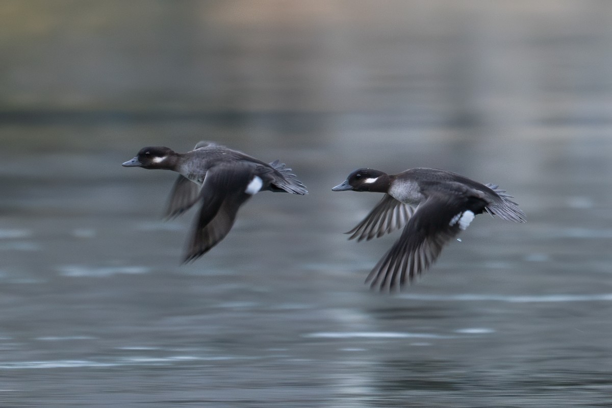 Bufflehead - ML646720275