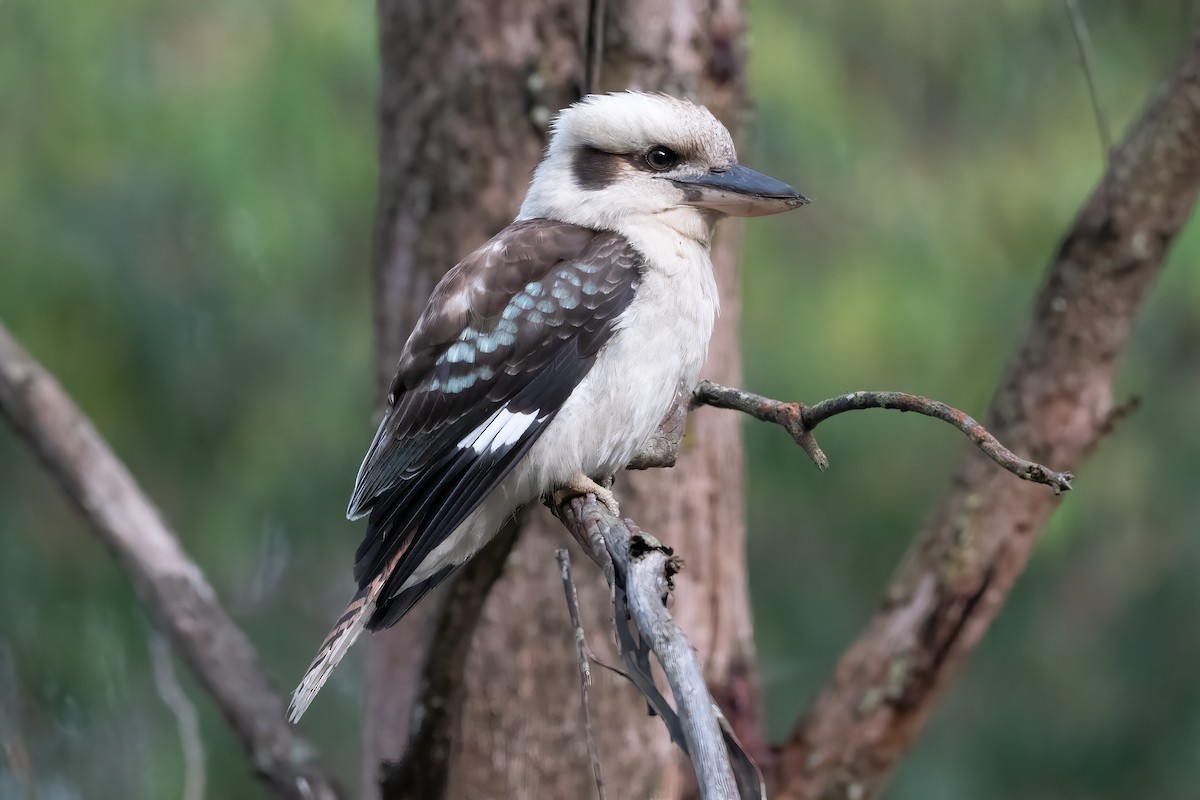 Laughing Kookaburra - ML646720280